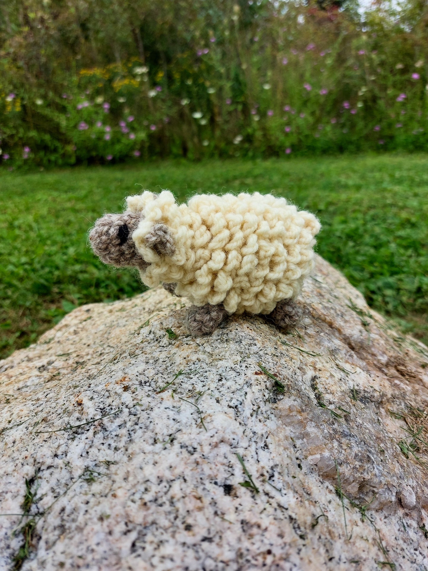 Sheep