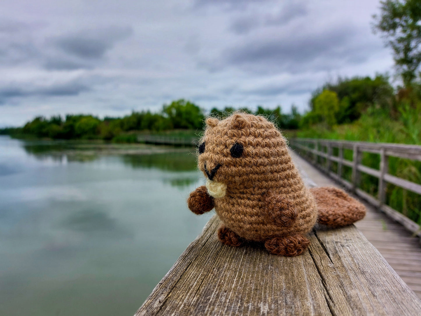 Beaver