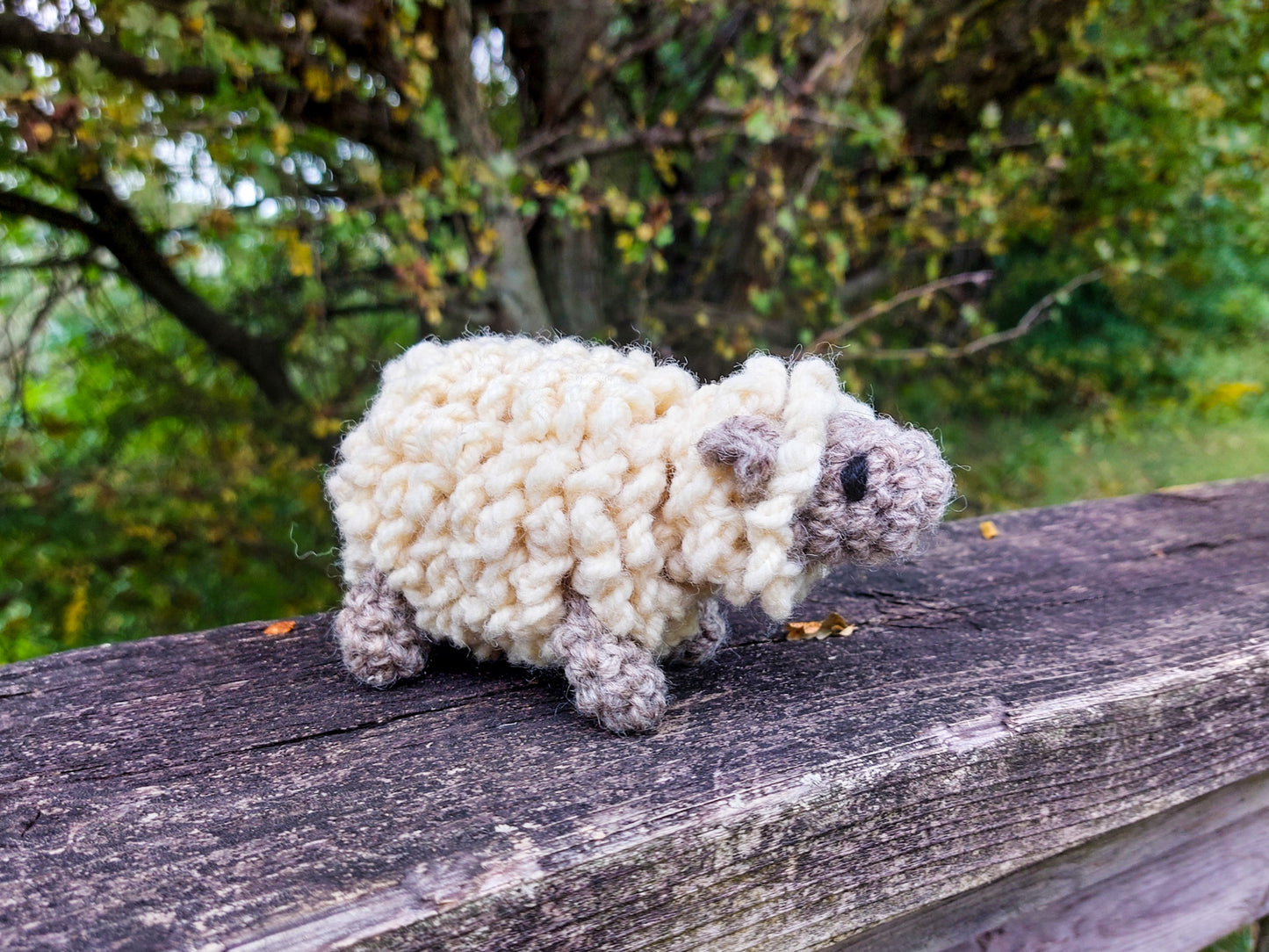 Sheep