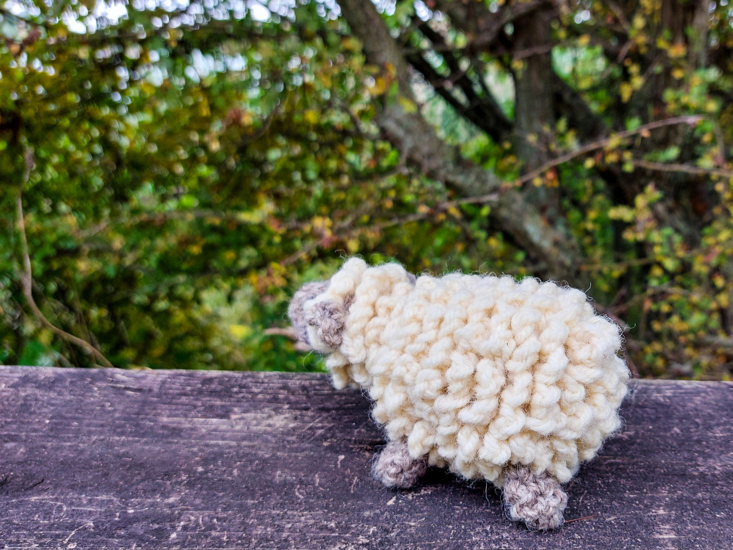 Sheep
