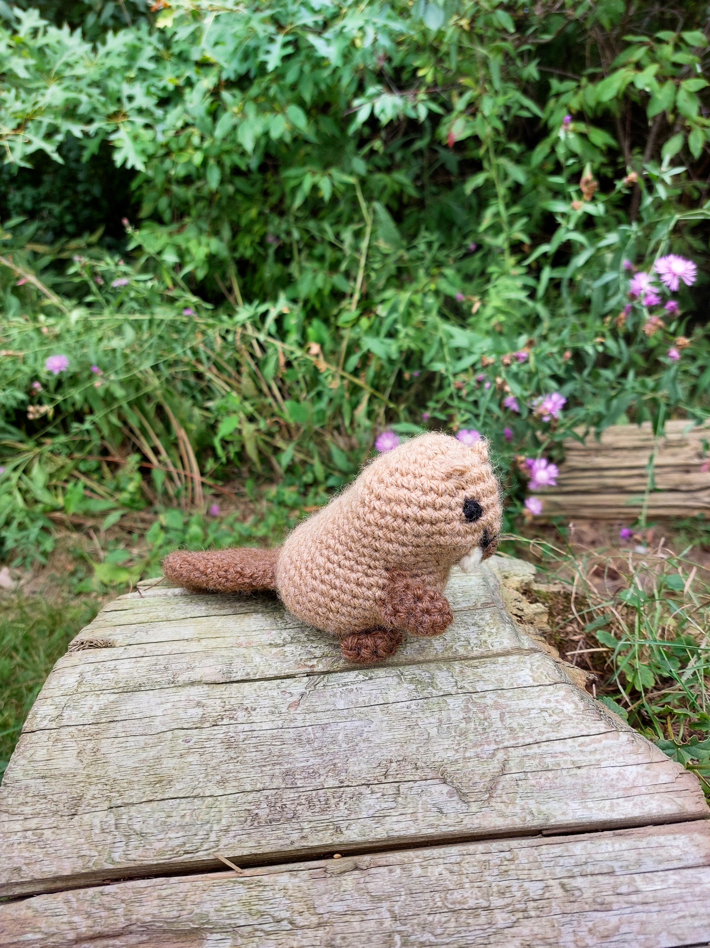 Beaver
