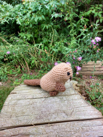 Beaver